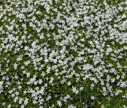 Pratia pedunculata 'Alba'