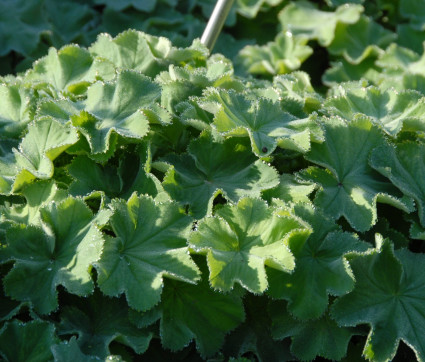 Alchemilla mollis