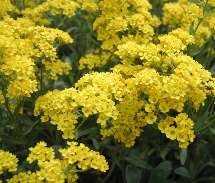 Alyssum saxatile 'Compactum Goldkugel'