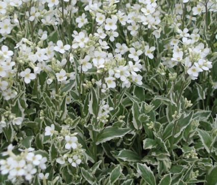 Arabis caucasica variegata