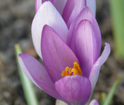 Crocus tommasinianus 'Roseus'