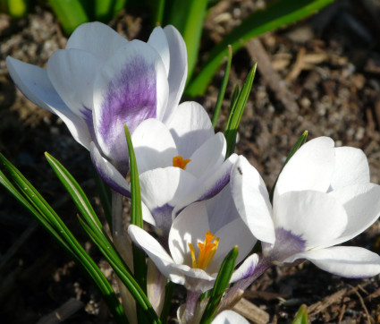 Crocus chrysanthus 'Prins Claus'