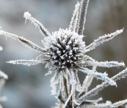 Eryngium bourgatii