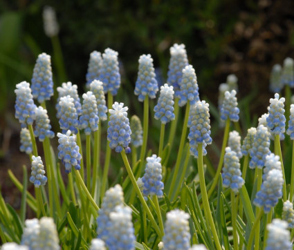 Muscari Hybride 'Peppermint'