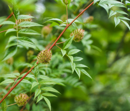 Glycyrrhiza yunnanensis