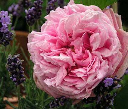 Rosa 'Comte de Chambord'