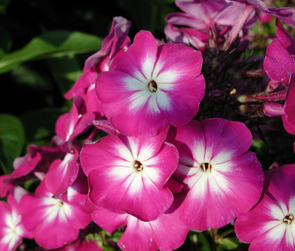 Phlox paniculata 'Wennschondennschon'