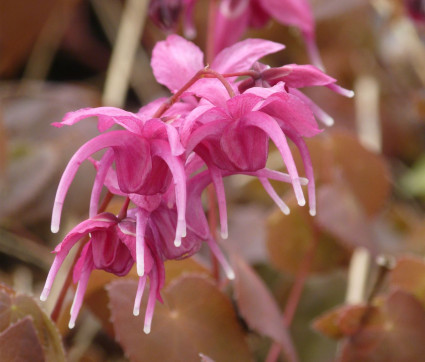 Epimedium grandiflorum 'Rose Queen'