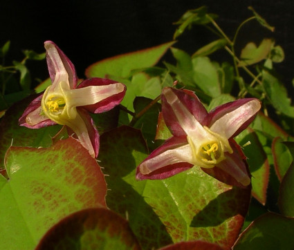 Epimedium x rubrum ‘Galadriel’