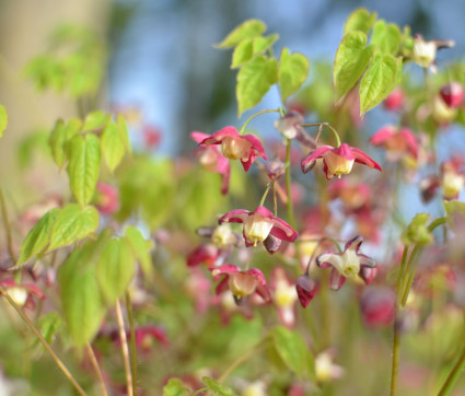 Epimedium x rubrum