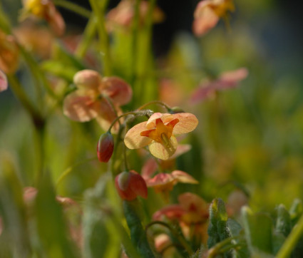 Epimedium x warleyense ‘Orangekönigin’