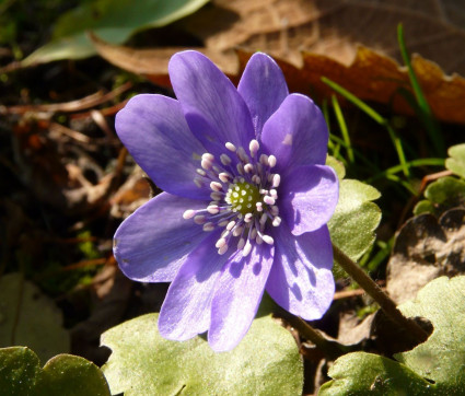 Hepatica transsilvanica ‘Winterfreude’