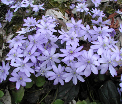 Hepatica transsilvanica ‘Winterfreude’