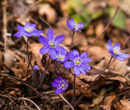 Hepatica nobilis