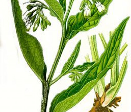 Symphytum officinale