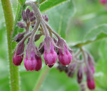 Symphytum officinale ‘Moulin Rouge’