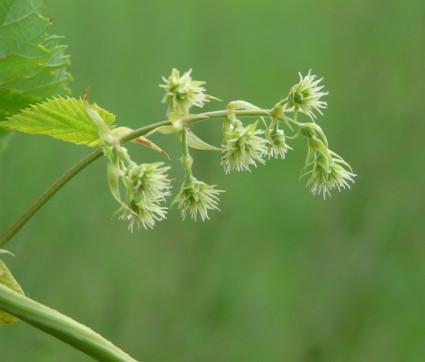 Weibliche Hopfen-Blüte