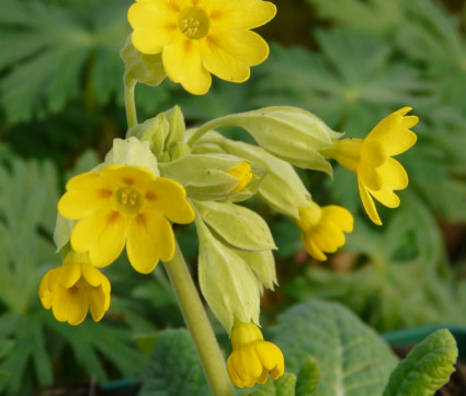 Primula veris