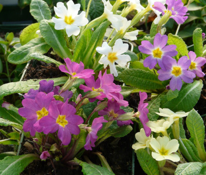 Primula vulgaris