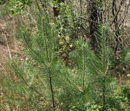 Pinus sylvestris Sämling