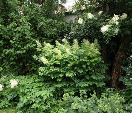 Aruncus dioicus