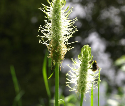 Phyteuma spicatum