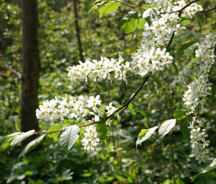 Prunus padus