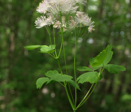 Thalictrum aquilegifolium