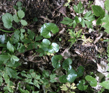 Asarum europaeum