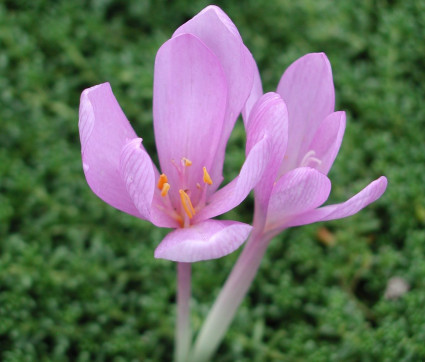 Colchicum autumnale 