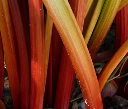 Rheum rhabarbarum 'Frambozen Rood'