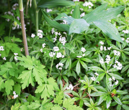 Waldmeister