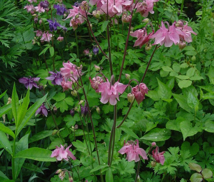 Aquilegia rosa