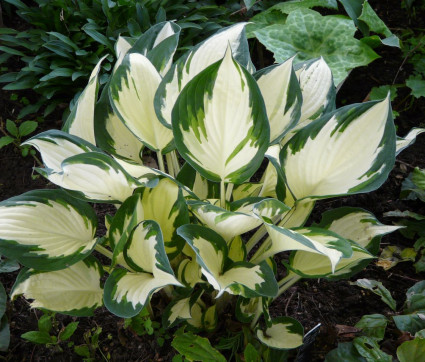 Hosta Hybride 'Fire and Ice'