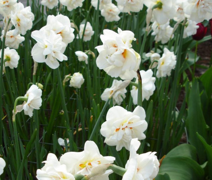 Narcissus 'Acropolis'