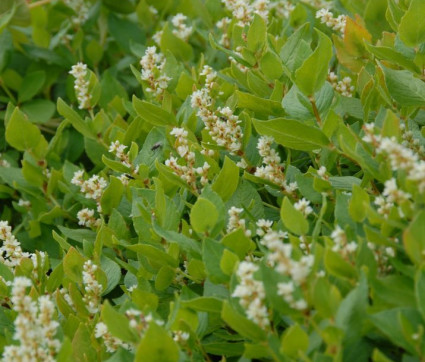 Polygonum spec. 'Kahil'