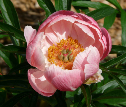 Paeonia Hybride 'Coral Charm'