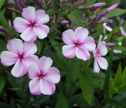 Phlox x arendsii 'Susanne'