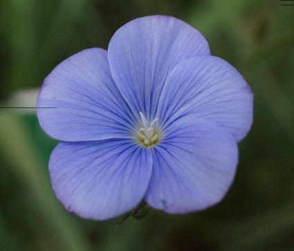 Linum perenne 'Nanum Saphir'