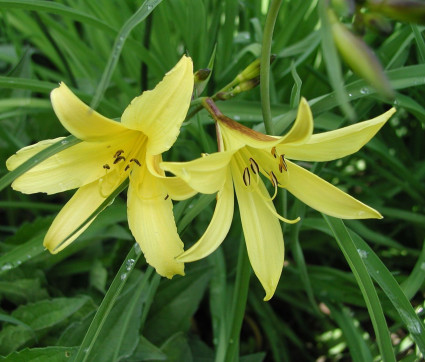 Hemerocallis minor