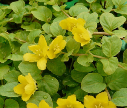 Lysimachia nummularia 'Aurea'