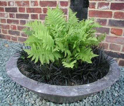 Dryopteris und Ophiopogon