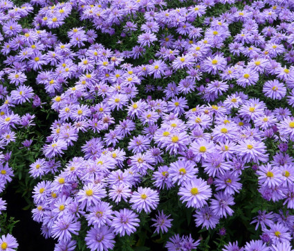 Aster dumosus 'Prof. Anton Kippenberg'