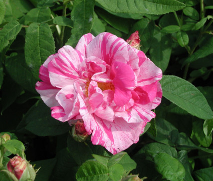 Rosa gallica 'Versicolor'