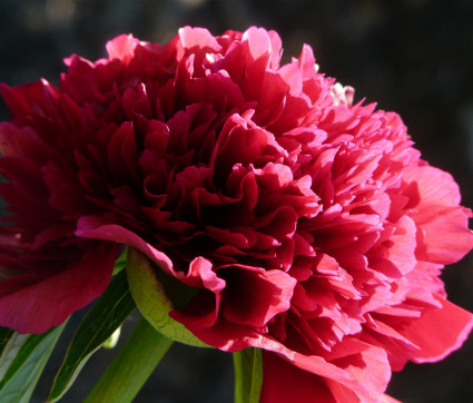 Paeonia officinalis 'Rubra Plena'