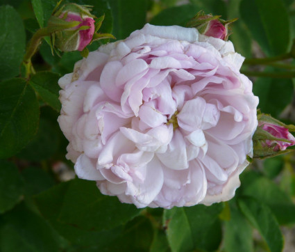 Rosa ‘Duchesse de Montebello’