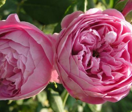 Rosa ‘Reine Victoria’