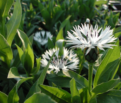 Centaurea montana 'Alba'