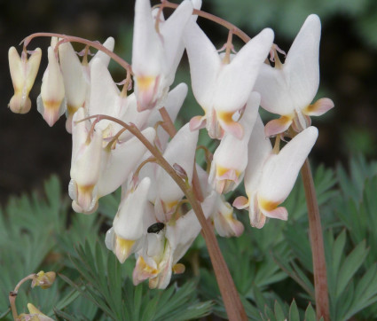 Dicentra cucullaria