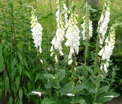 Digitalis purpurea 'Snow Thimble'